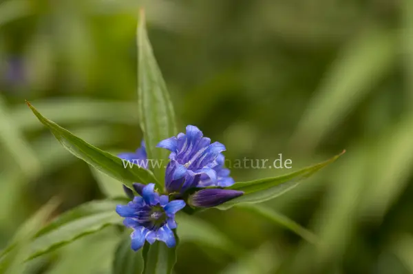 Fokus-Natur Bild