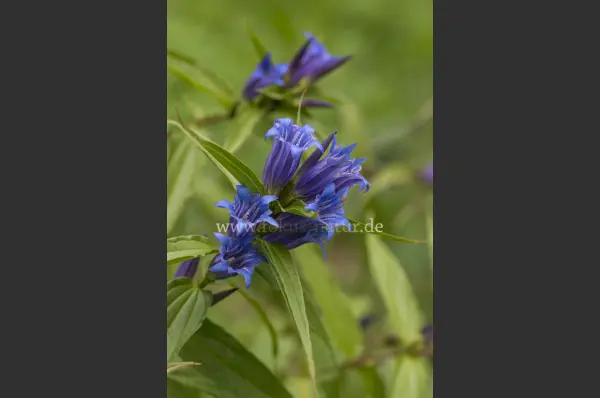 Fokus-Natur Bild