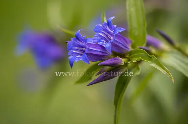 Fokus-Natur Bild