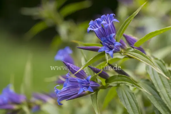 Fokus-Natur Bild