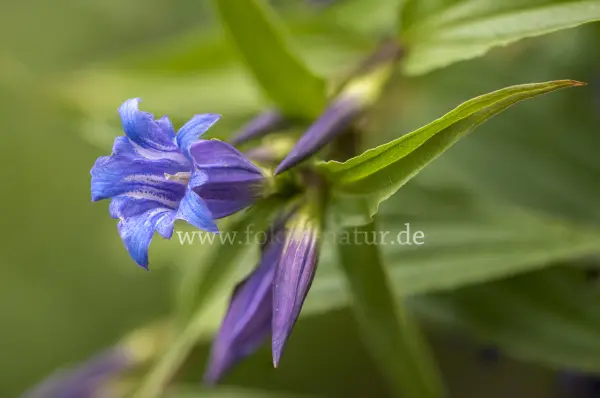 Fokus-Natur Bild