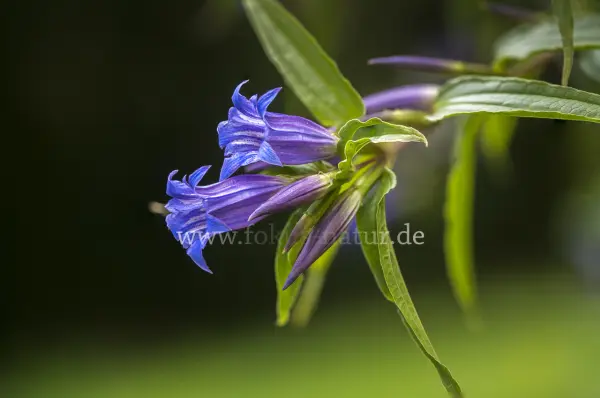 Fokus-Natur Bild