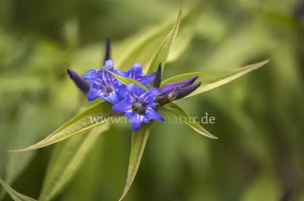 Fokus-Natur Bild