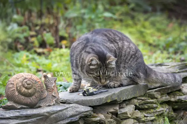 Fokus-Natur Bild