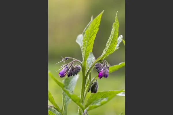 Fokus-Natur Bild