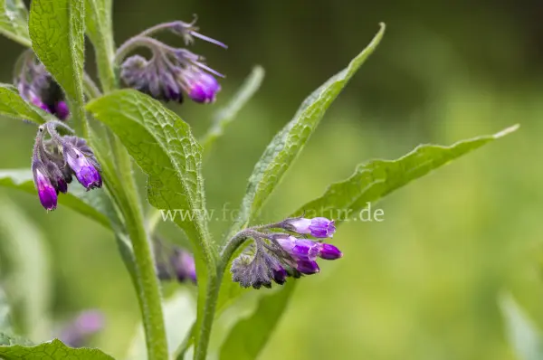 Fokus-Natur Bild