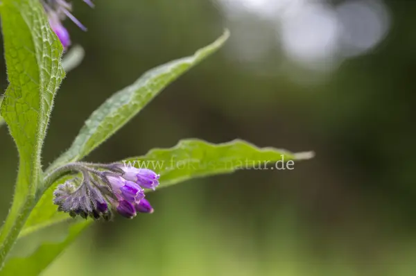 Fokus-Natur Bild