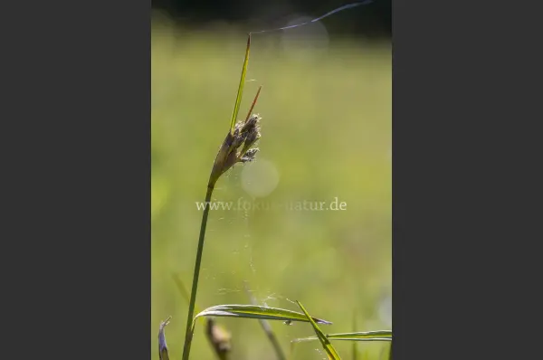 Fokus-Natur Bild