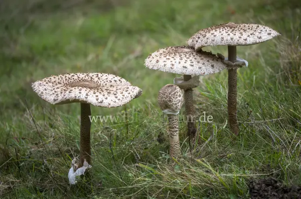 Fokus-Natur Bild