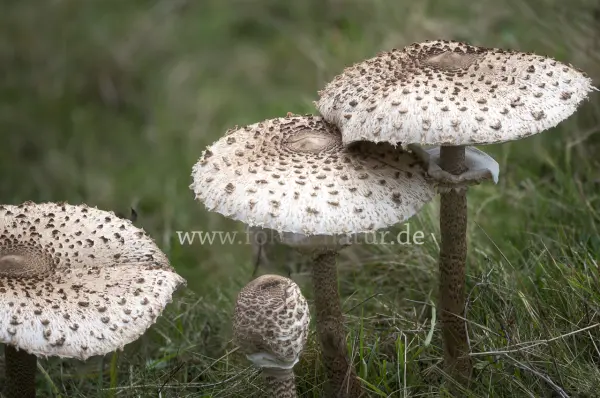 Fokus-Natur Bild