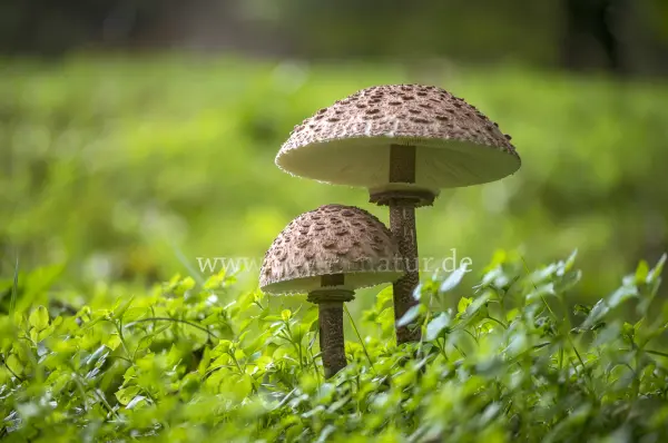 Fokus-Natur Bild