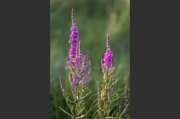 Fokus-Natur Bild