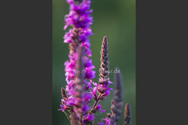 Fokus-Natur Bild