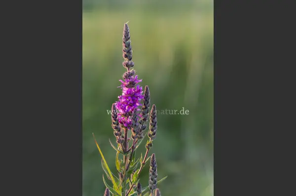 Fokus-Natur Bild