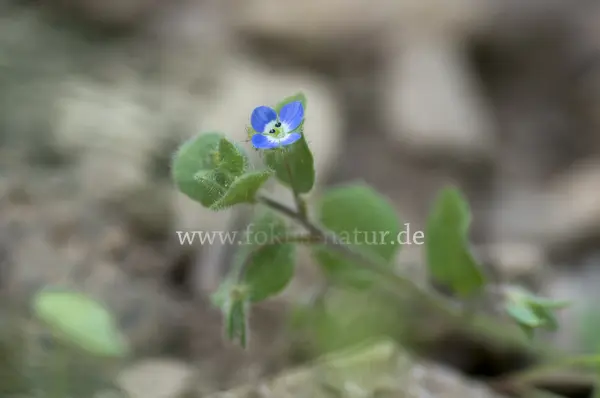 Fokus-Natur Bild