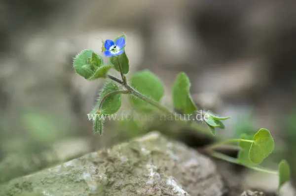 Fokus-Natur Bild