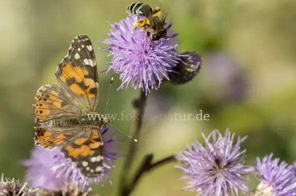Fokus-Natur Bild