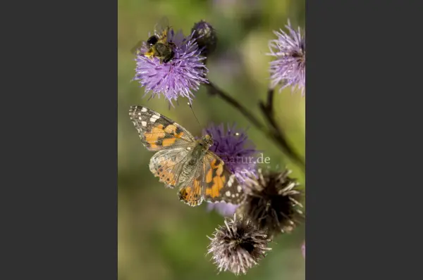 Fokus-Natur Bild