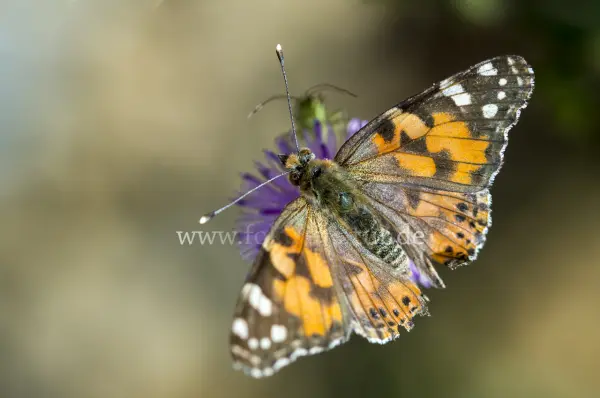 Fokus-Natur Bild