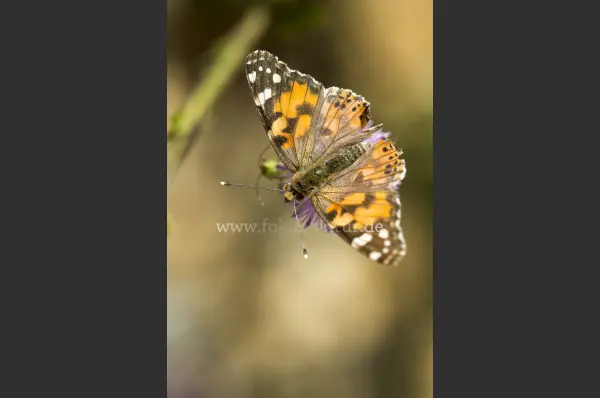 Fokus-Natur Bild
