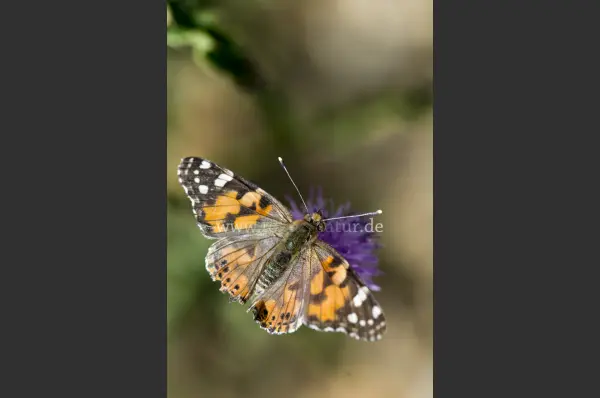 Fokus-Natur Bild