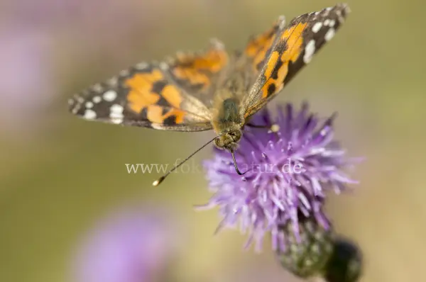 Fokus-Natur Bild