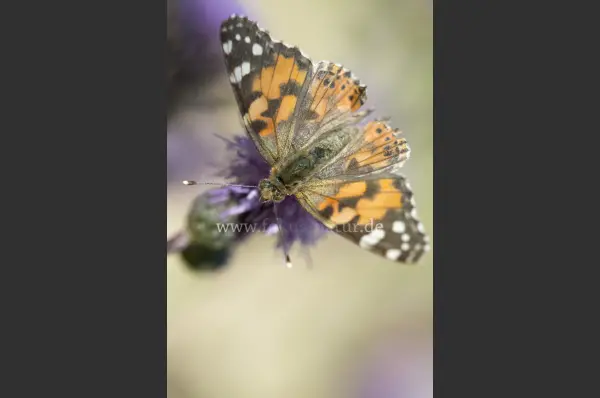 Fokus-Natur Bild