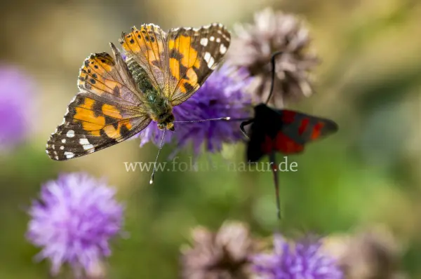Fokus-Natur Bild