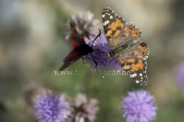 Fokus-Natur Bild