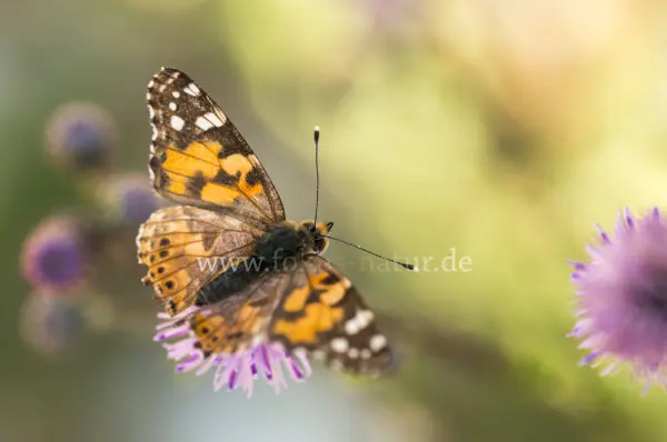 Fokus-Natur Bild