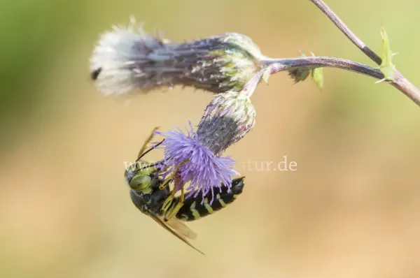 Fokus-Natur Bild