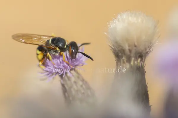 Fokus-Natur Bild