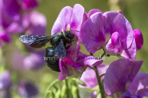 Fokus-Natur Bild