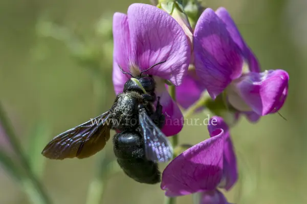 Fokus-Natur Bild