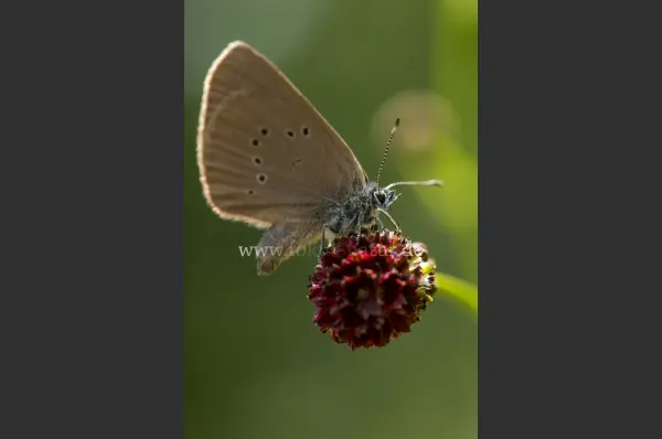 Fokus-Natur Bild
