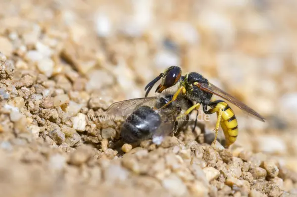 Fokus-Natur Bild