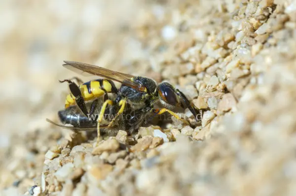 Fokus-Natur Bild