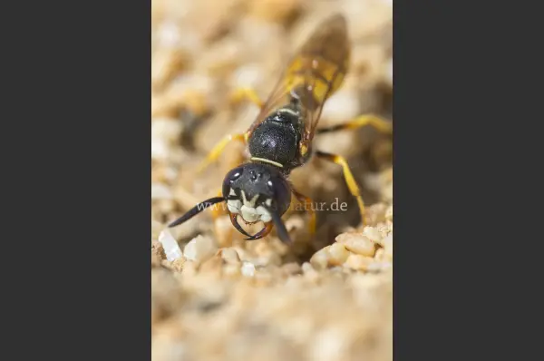 Fokus-Natur Bild