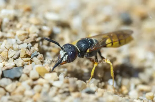 Fokus-Natur Bild
