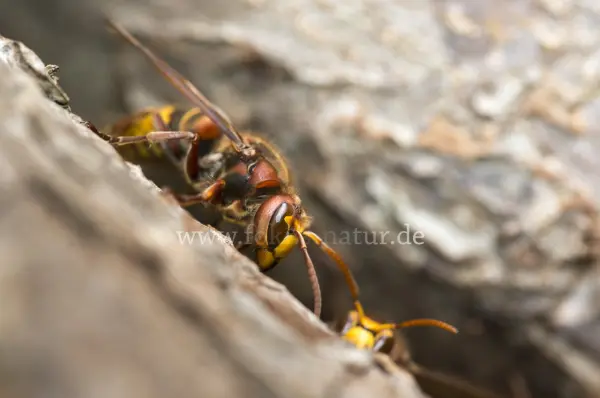Fokus-Natur Bild