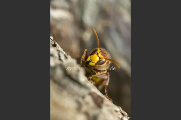Fokus-Natur Bild