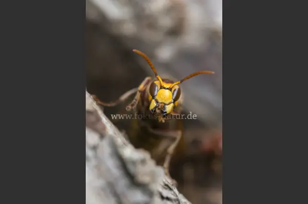 Fokus-Natur Bild