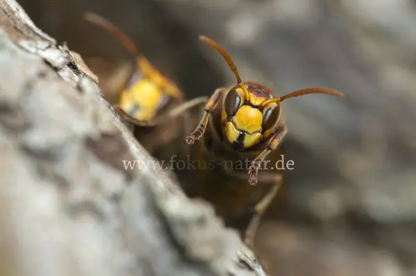 Fokus-Natur Bild