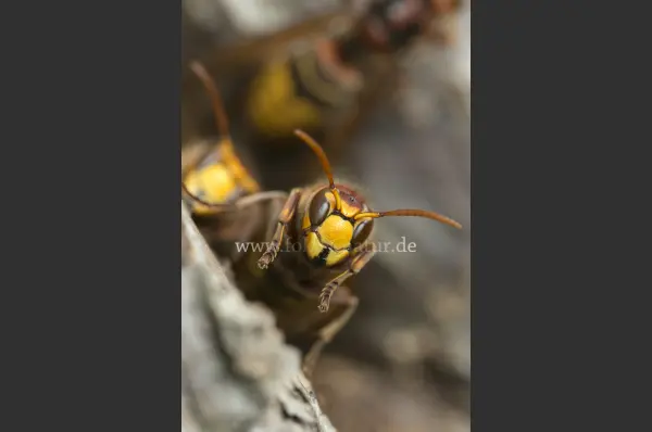 Fokus-Natur Bild