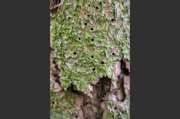 Fokus-Natur Bild