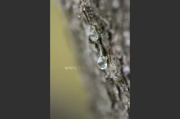 Fokus-Natur Bild
