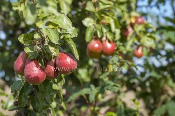 Fokus-Natur Bild