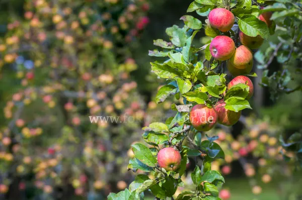 Fokus-Natur Bild