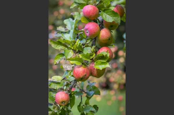 Fokus-Natur Bild