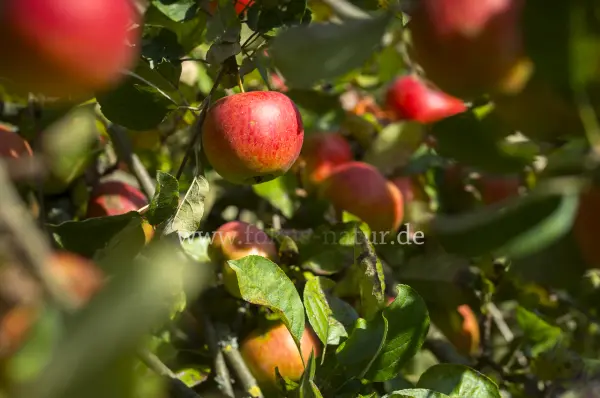 Fokus-Natur Bild